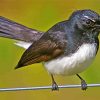 Willy Wagtail Bird paint by numbers