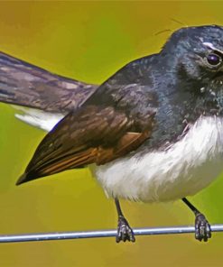 Willy Wagtail Bird paint by numbers