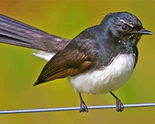 Willy Wagtail Bird paint by numbers