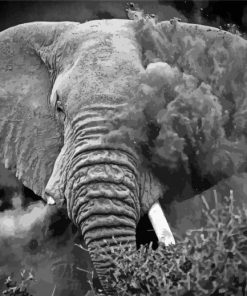 Monochrome Elephant Dust paint by numbers