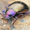 Purple Beetle paint by numbers
