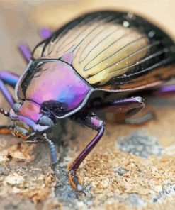 Purple Beetle paint by numbers