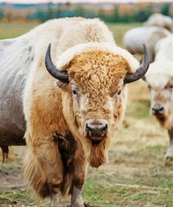 White Bison Animal paint by numbers