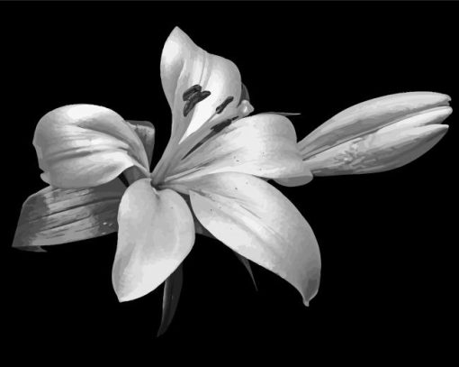 Black And White Flowers paint by numbers