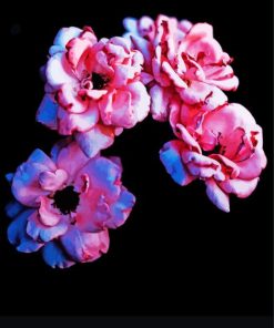 Pink Flowers With Black Background paint by numbers