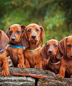 Cute Daschound Puppies Paint By Numbers