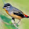 Pardalote Bird Paint By Number