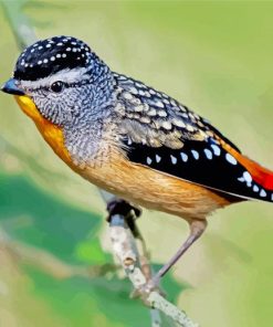 Pardalote Bird Paint By Number