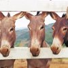 Trio Donkeys On Fence Paint By Number