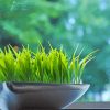 Decorative Wheatgrass Paint By Number