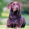 Chocolate Labrador Paint By Number