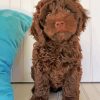 Chocolate Cockapoo Dog Paint By Number