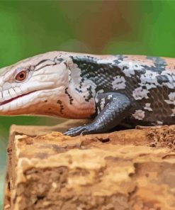 Close Up Blue Tongued Skink Paint By Number