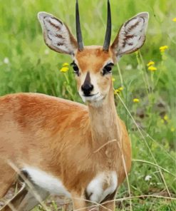 Cute Steenbok Animal Paint By Number