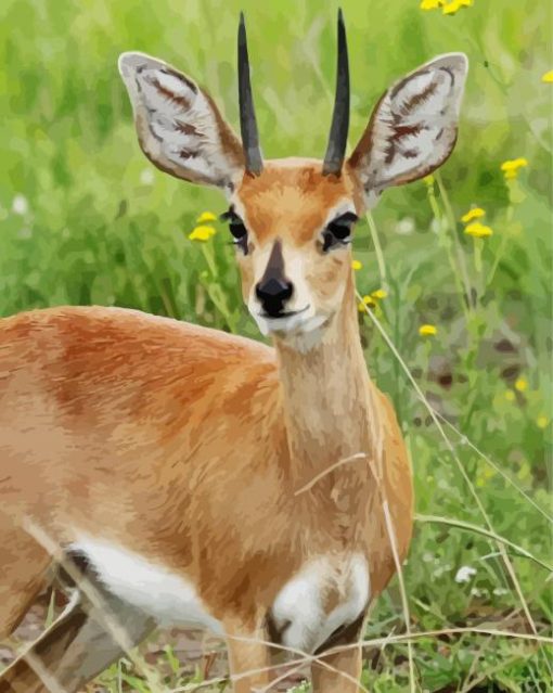 Cute Steenbok Animal Paint By Number