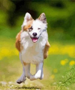 Icelandic Sheepdog Dog Animal Paint By Number