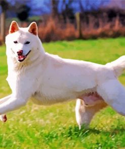 Jindo Dog Paint By Number