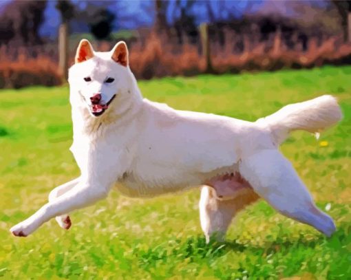 Jindo Dog Paint By Number