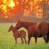 Quarter Horse And Her Baby Paint By Number