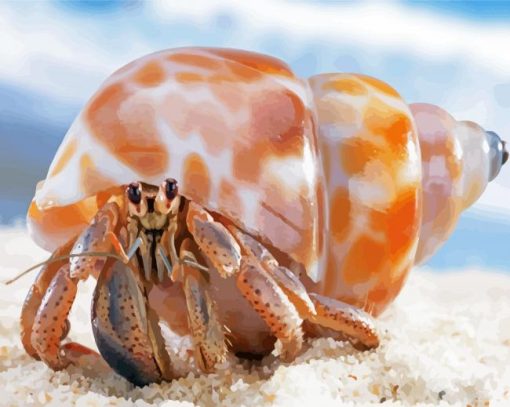 Shell Hermit Crab Paint By Number