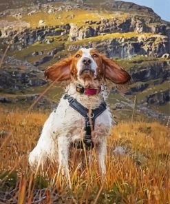 Adorable Working Cocker Spaniel Paint By Number