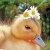 Animals With Flower Crown Paint By Number