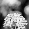 Black And White Alyssum Paint By Number