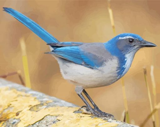 Blue Scrub Jay Paint By Number