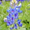 Bluebonnets Texas Flower Paint By Number