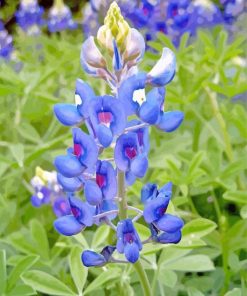 Bluebonnets Texas Flower Paint By Number