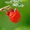 Close Up Salmonberry Paint By Number