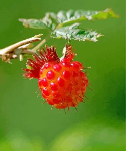 Close Up Salmonberry Paint By Number