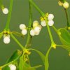 Mistletoe Plant Paint By Number