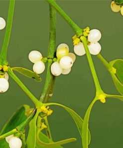 Mistletoe Plant Paint By Number