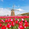 Red Tulpen En Molen Paint By Number