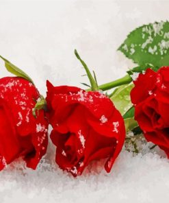 Red Winter Roses Paint By Number