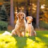 Sitting Dog In Garden Paint By Number