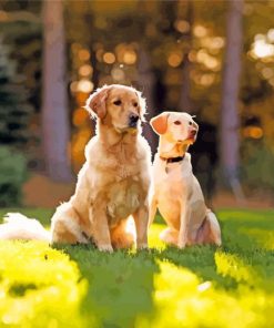 Sitting Dog In Garden Paint By Number